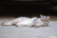 Тульские котики, Фото: 14