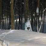 Туляки слепили креативных снеговиков: фото, Фото: 4