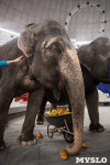 Тульский цирк анонсировал Шоу слонов, Фото: 10