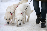 В Туле прошла Всероссийская выставка собак, Фото: 28