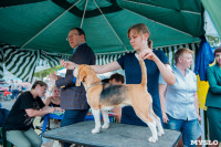 Всероссийская выставка собак в Туле, Фото: 35