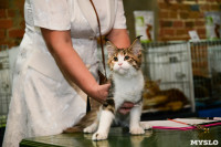 Выставка кошек в Искре, Фото: 41