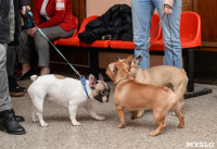 Выставки собак в ДК "Косогорец", Фото: 60