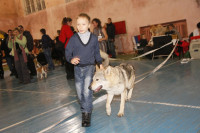 В Туле прошла всероссийская выставка собак, Фото: 56