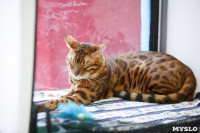 Выставка кошек в "Макси", Фото: 10