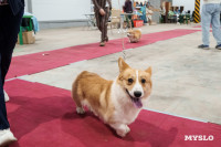 Сиба-ину, шпицы и алабаи: в Туле состоялась выставка собак, Фото: 8