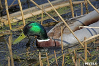 На пруду в тульском Скуратово поселились редкие птицы, Фото: 6