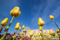 Тюльпаны в Туле, Фото: 2