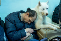 В Туле прошла Всероссийская выставка собак, Фото: 55