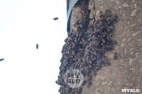В Туле в фонарном столбе поселились пчелы, Фото: 3