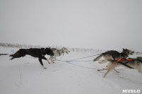 Гонки на собачьих упряжках «Большой тур» на Куликовом поле, Фото: 113