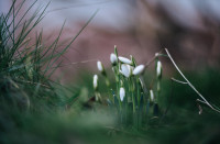 Подснежники в феврале: весна идет!, Фото: 36