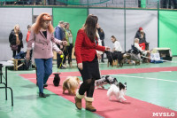 Выставка собак в Туле, Фото: 178