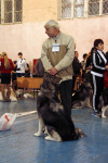 В Туле прошла всероссийская выставка собак, Фото: 1