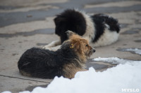Крематорий для собак в Венёве, 24.03.2016, Фото: 50