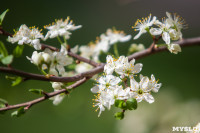 Майские цветы в Туле, Фото: 99