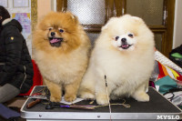 Выставка собак в ДК "Косогорец", Фото: 27