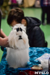 Выставка собак в Туле , Фото: 94