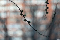 Аномальное цветение апреля: в Туле уже распустилась черемуха, Фото: 43