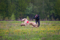 В Туле состоялись собачьи бега, Фото: 3