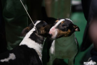 Выставка собак в Туле, Фото: 62