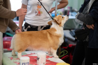 Выставка собак в ДК "Косогорец", Фото: 31