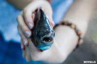 Рыбка с "человеческими" зубами в тульском экзотариуме, Фото: 1