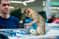 Выставка "Пряничные кошки" в ТРЦ "Макси", Фото: 67