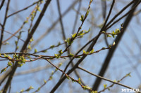 Краски весны в Туле, Фото: 39