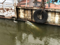 Столкновения баржи и лодки на Оке в Алексине: фото и видео с места событий, Фото: 15