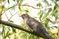 Фотографии дикой природы Даниила Маликова., Фото: 9