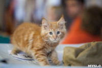 В Туле прошла выставка «Пряничные кошки» , Фото: 38