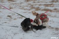Гонки на собачьих упряжках «Большой тур» на Куликовом поле, Фото: 80