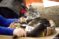 Выставка кошек. 4 и 5 апреля 2015 года в ГКЗ., Фото: 24