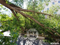 Упавшее дерево перекрыло ул. Болдина, Фото: 5