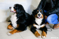 Выставка собак в Туле, Фото: 18