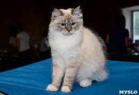 Выставка кошек в Искре, Фото: 75