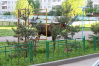Лось во дворе дома №45 по ул. Плеханова, Фото: 26