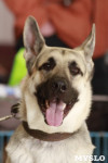 В Туле прошла Всероссийская выставка собак всех пород, Фото: 34