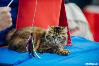 Выставка кошек "Конфетти", Фото: 68