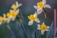 Аномальное цветение апреля: в Туле уже распустилась черемуха, Фото: 27