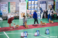 Выставка собак в Туле, Фото: 65