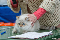 Выставка кошек в Туле, Фото: 44