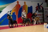 В Туле прошла выставка собак всех пород, Фото: 11