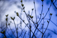 Весна 2020 в Туле: трели птиц и первые цветы, Фото: 27