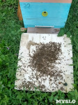 Гибель пчел в Щекинском районе, Фото: 6