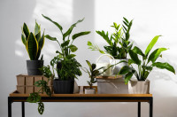, Фото: 1