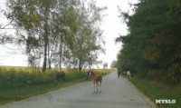 Табун лошадей у Сеженского леса, Фото: 4