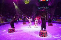 Шоу Гии Эрадзе «5 континентов» в Тульском цирке: феерия уже началась!, Фото: 45