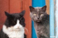 Тульские котики, Фото: 64